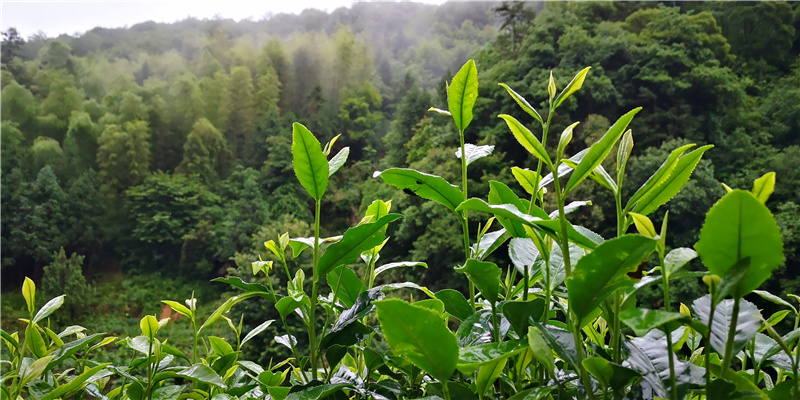 �}�F�w����Դ�D