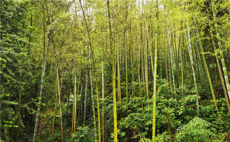 ͽ����Դ����