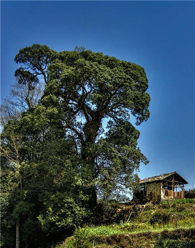 ͽ����Դ����