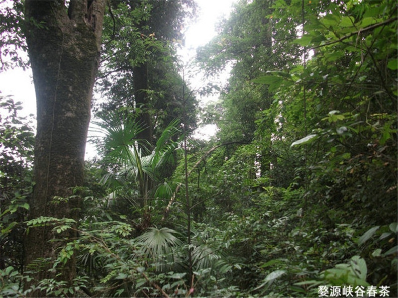 ��Ȫ֮���MԊ��