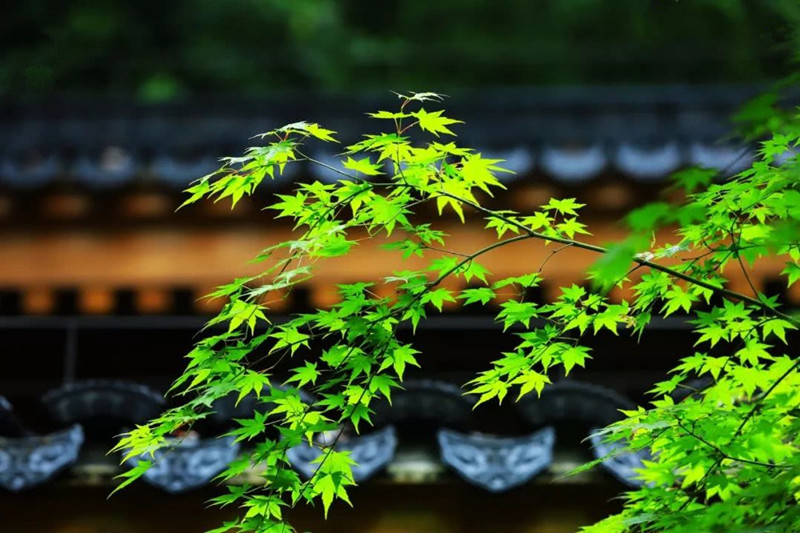 ղ����Ԋ�x��