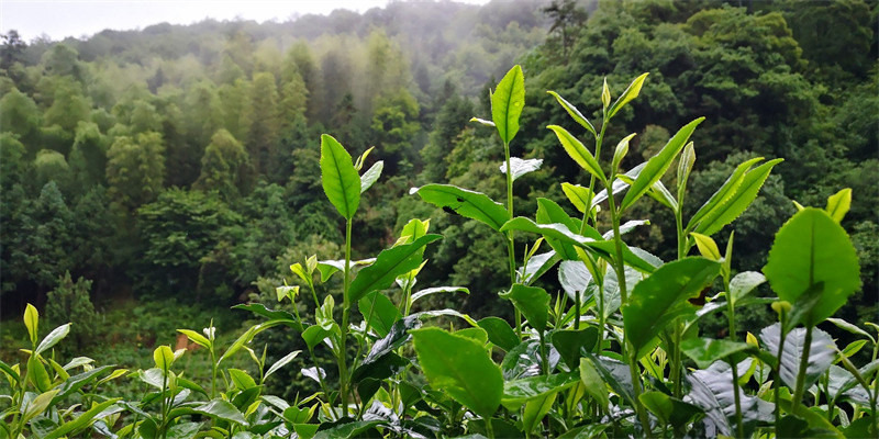 ��Դ�l���Ȥ