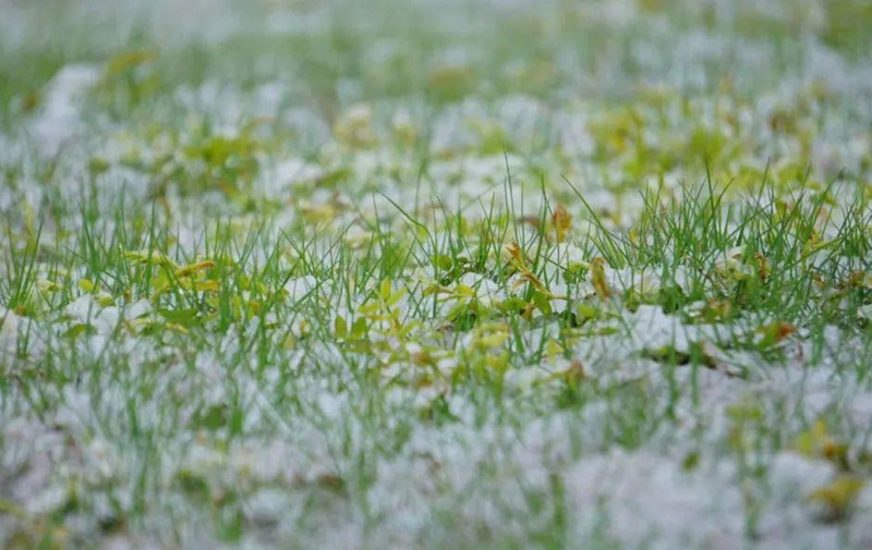 ���Ӵ�ѩǰ������