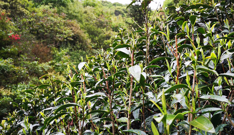 �{�ȴ����