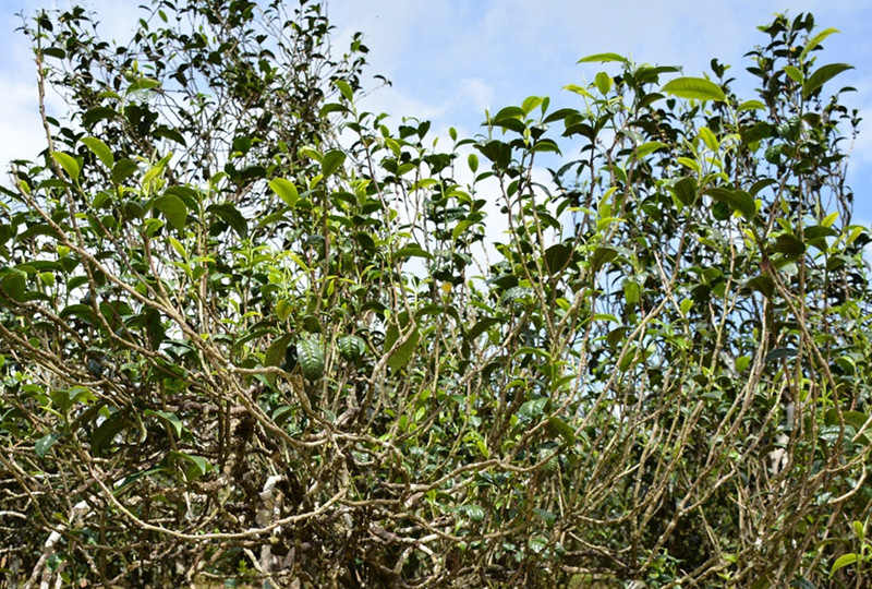 �}�{�ȴ���