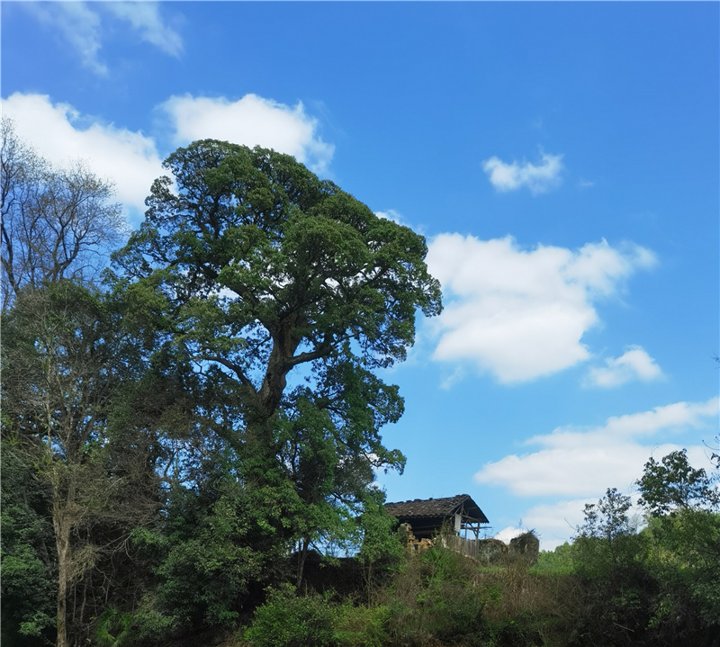 �R�F�wԊ���� ����éɽ��