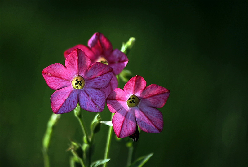 ��tԊ����