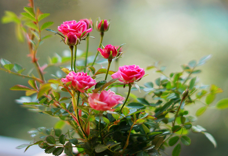 ���L�����ꡢ���~���ﾰ������˼