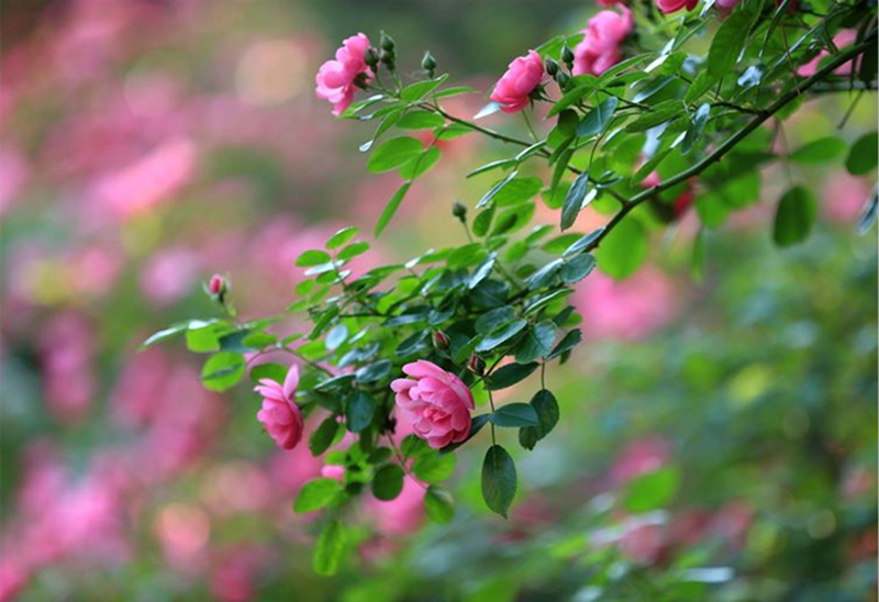 ���L�����ꡢ���~���ﾰ������˼