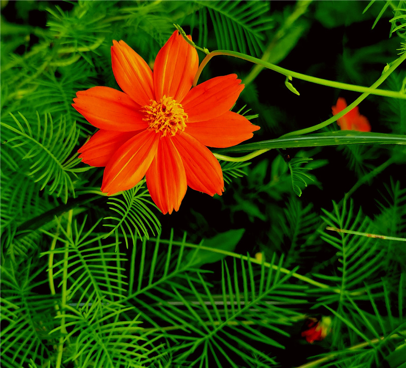 ��ɏԊ����