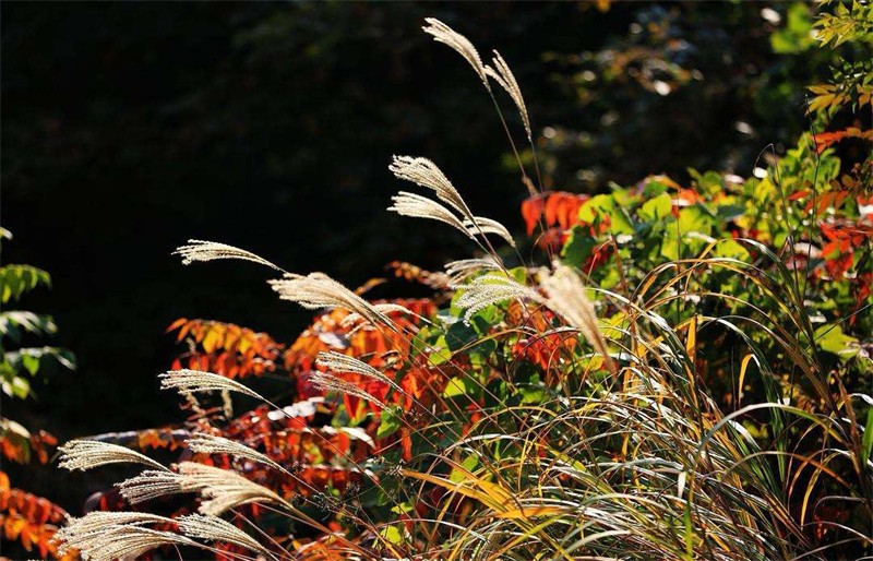 ��������Ԋ���L