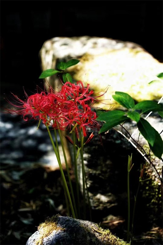 �����������ﶬԊ(sh��)�~�x