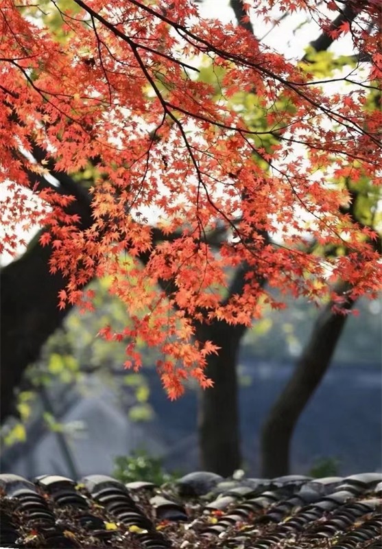 �����������ﶬԊ(sh��)�~�x