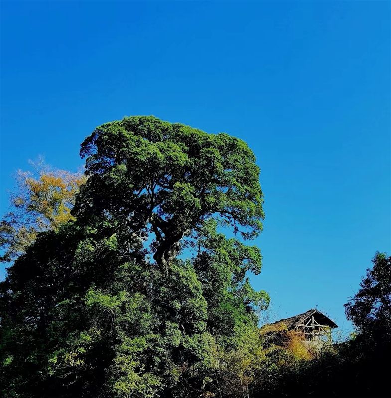 �����������ﶬԊ(sh��)�~�x