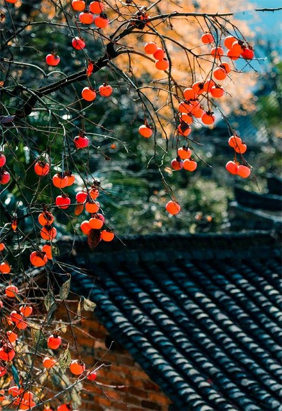 Ԋ�˽������������ٶ�Ԋ��