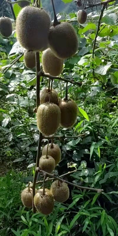 �������Ԋ(sh��)����