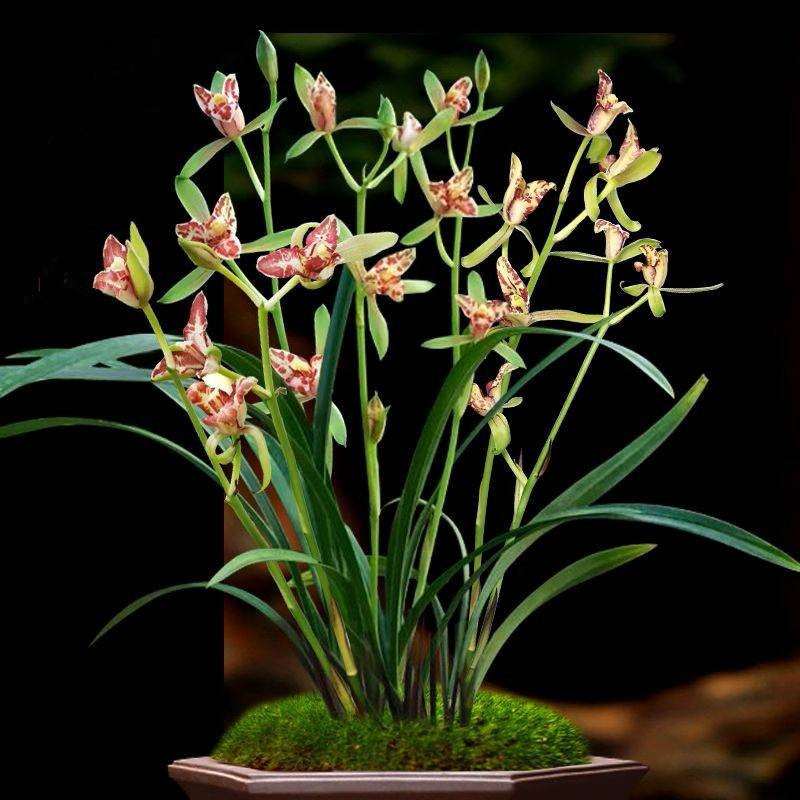 ��|�v�ώ��ﶬԊ�~һ�M