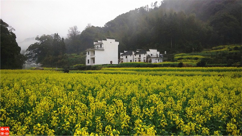 һƬ�S������ɫ���o߅���˽��{��