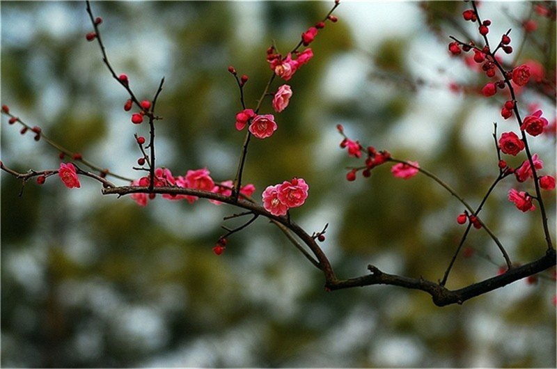 ���괺�L���괺�Ĵ��Z�R���A