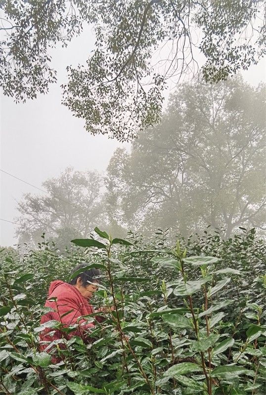 ������ɫ~�{�ȴ�