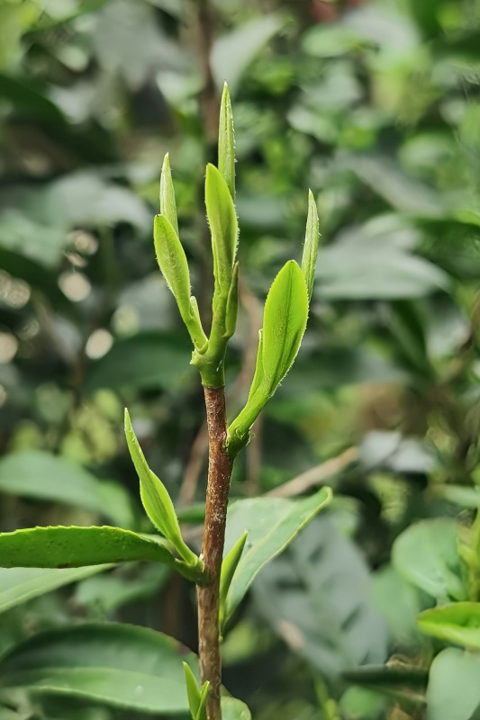 �{�ȴ���